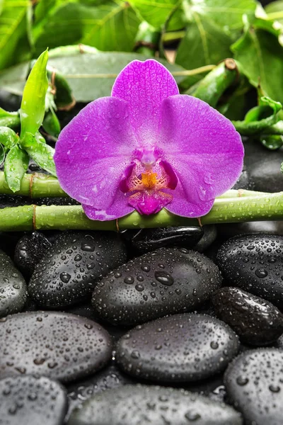 Concept de spa avec pierres zen, fleur d'orchidée et bambou — Photo