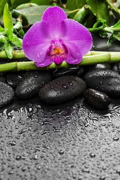 Wellness-Konzept mit Zen-Steinen, Orchideenblume und Bambus — Stockfoto