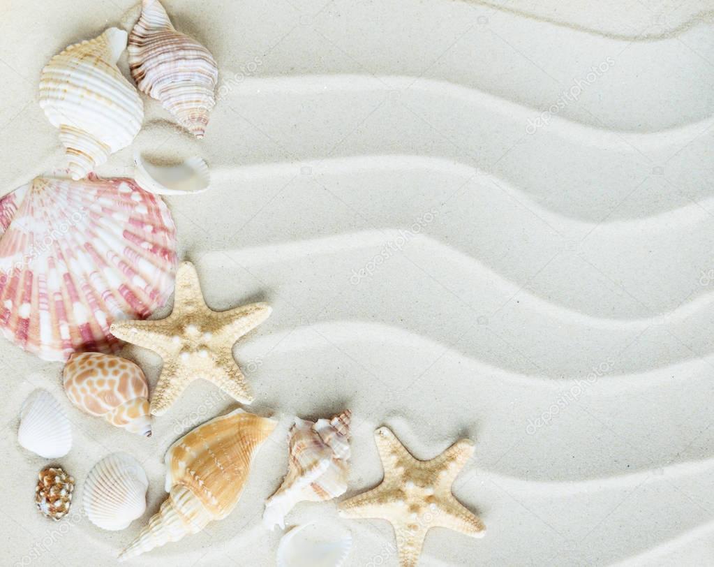 Clams and starfishes on thesea sand