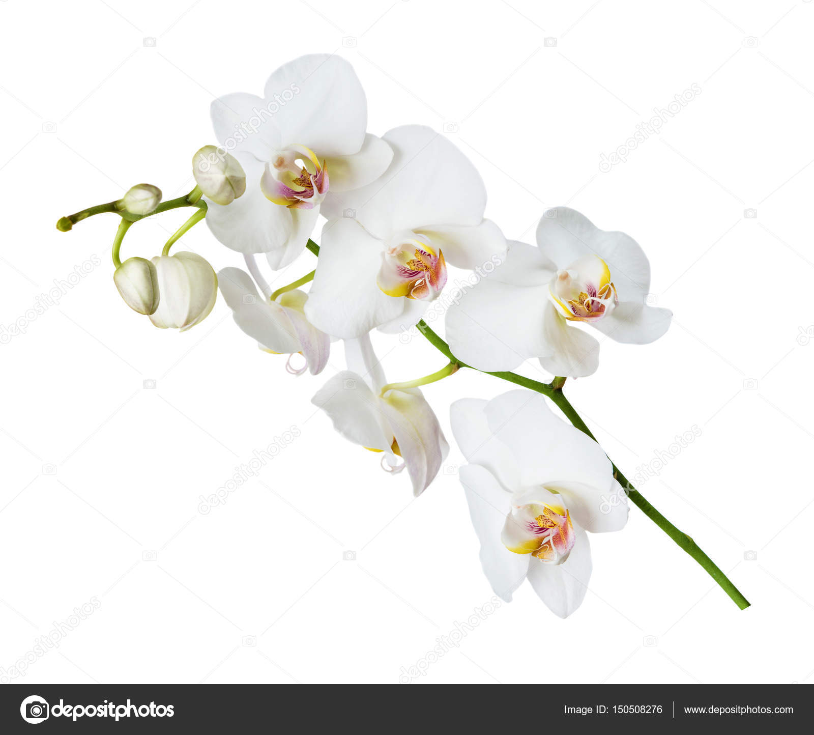 White Orchid Flower Stock Photo Image By C Epitavi White Orchid Flower Stock Photo Image By C Epitavi