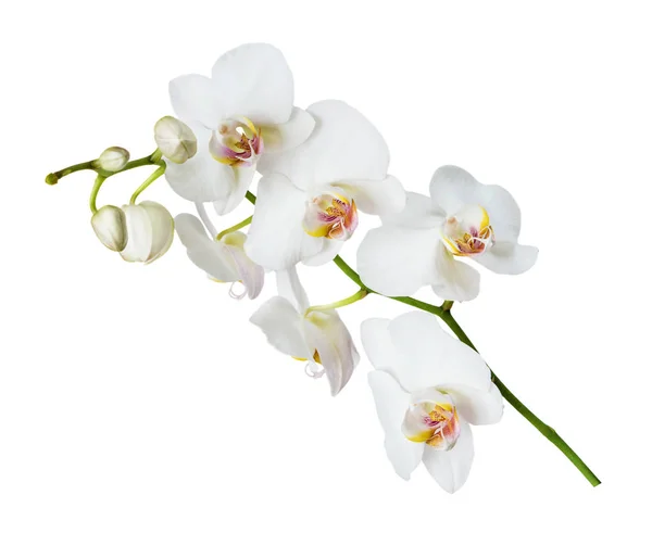 Witte orchidee bloem — Stockfoto