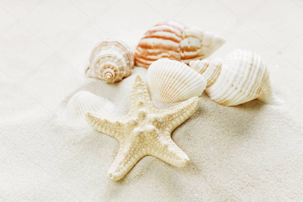 Clams and starfishes on thesea sand