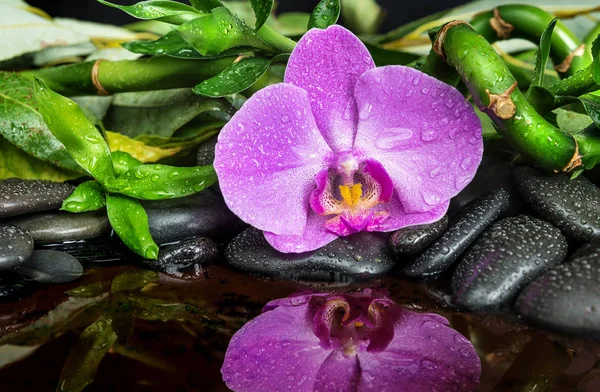 Wellness-Konzept mit Zen-Steinen, Orchideenblume und Bambus — Stockfoto