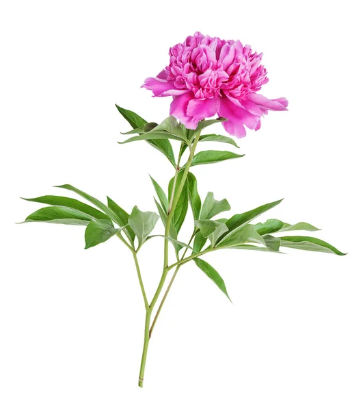 Pfingstrose Blume auf weißem Hintergrund — Stockfoto