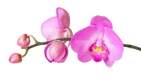 Орхидея изолирована на белом — стоковое фото