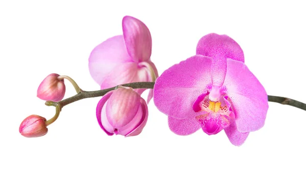 Orchidea izolált fehér — Stock Fotó