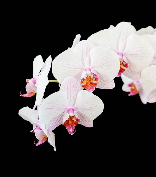 White orchid on black background — Stock Photo, Image