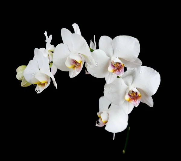 Weiße Orchidee auf schwarzem Hintergrund — Stockfoto