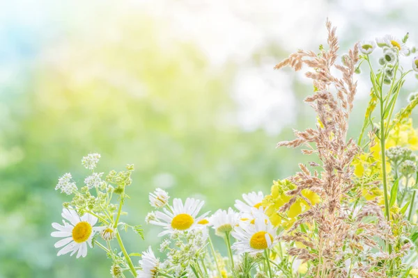 Strauß verschiedener Wildblumen — Stockfoto