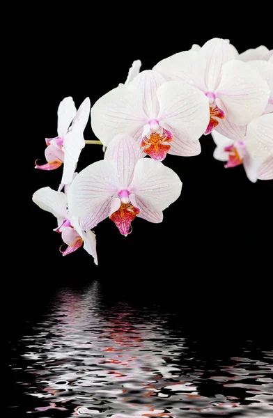Siyah arkaplanda beyaz orkide — Stok fotoğraf