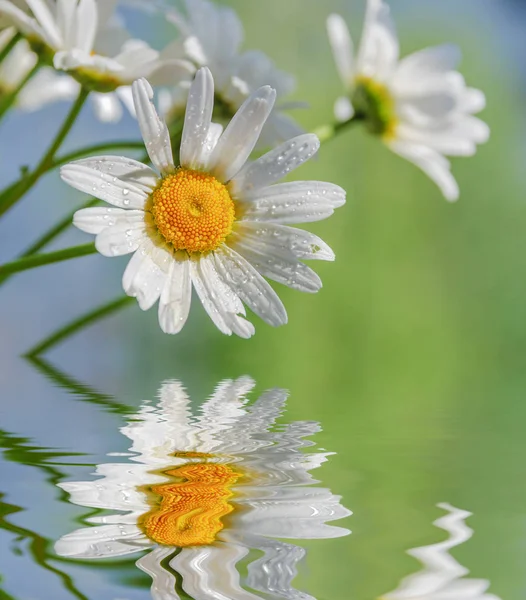 Chamomile flowers against the blue sky reflected in a water — Stock Photo, Image