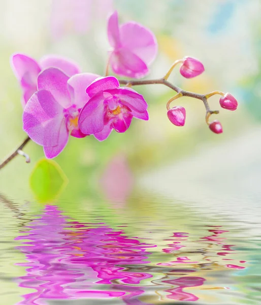 Orquídeas roxas em um fundo de natureza — Fotografia de Stock