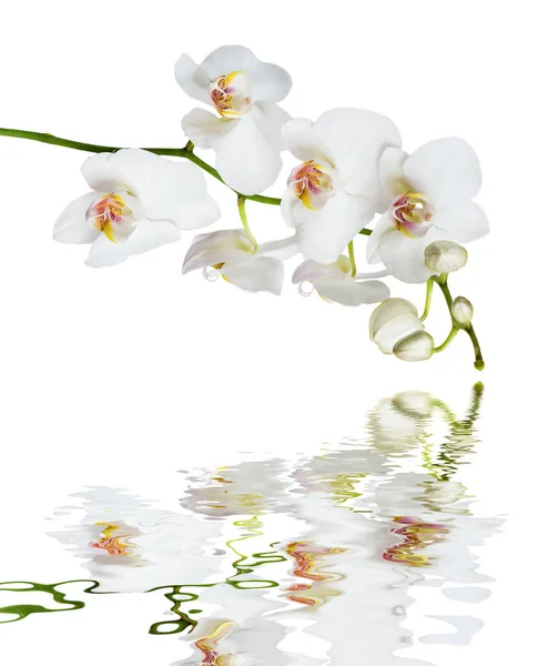 Beyaz Orkide çiçek bir suya yansıyan — Stok fotoğraf