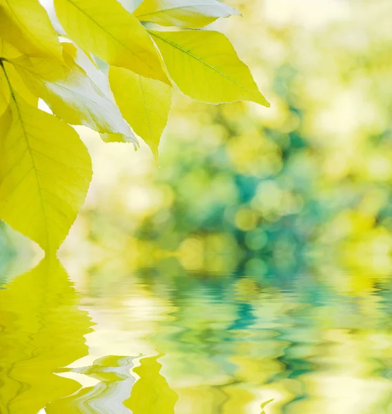 秋天的背景反映在水中 — 图库照片