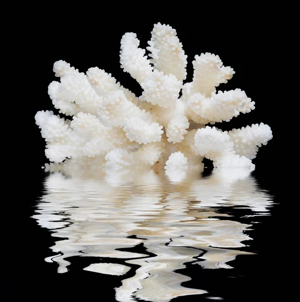 White coral isolated on a black background — Stock Photo, Image