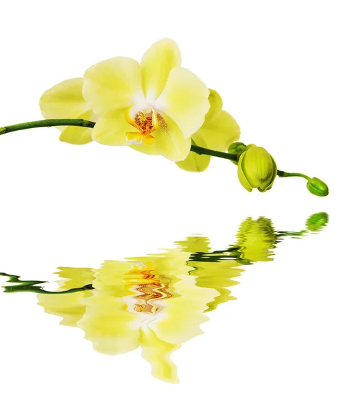 Orquídea florescente amarela refletida em uma superfície de água — Fotografia de Stock