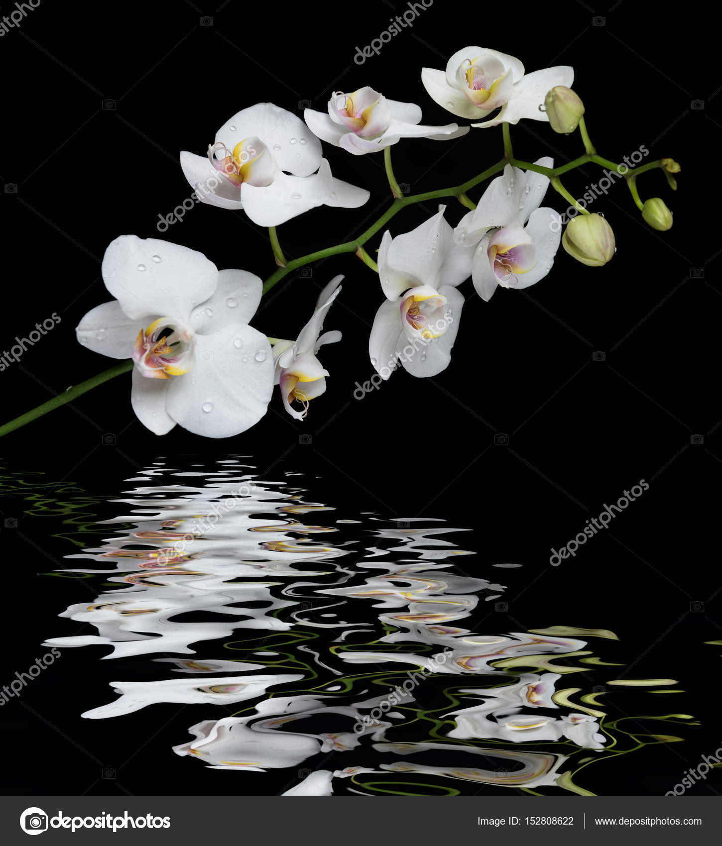 White Orchid on a black background reflected in a water — Stock Photo