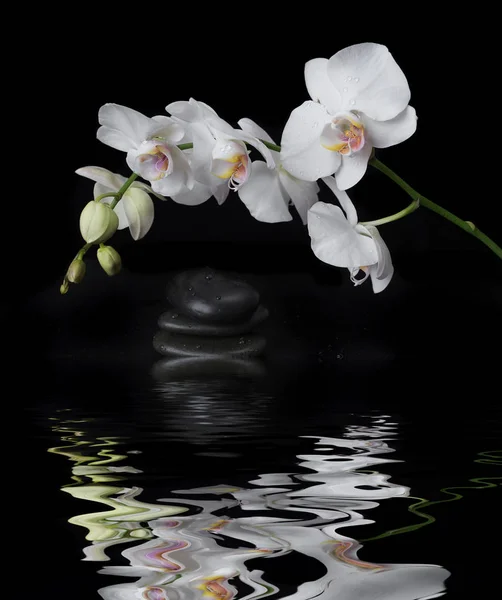 White Orchid on a black background — Stock Photo, Image