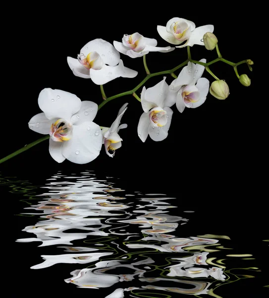 Wit orchidee op een zwarte achtergrond gereflecteerd in het water — Stockfoto