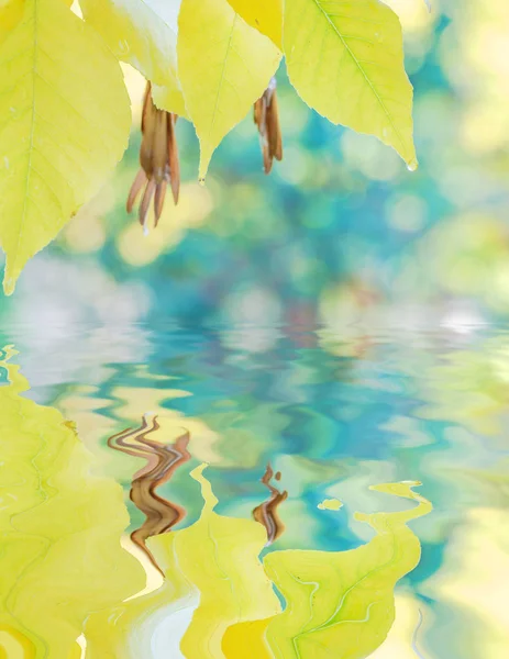 Φθινοπωρινό φόντο με κίτρινα φύλλα αντανακλάται στο νερό — Φωτογραφία Αρχείου