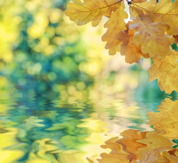 Autumn background with yellow leaves reflected in a water