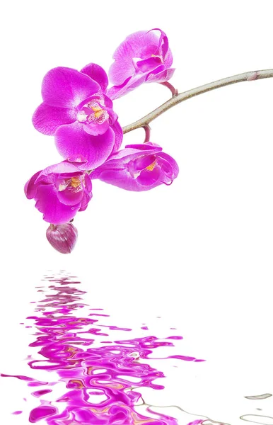 Pink orchid on a white background reflected in a water — Stock Photo, Image