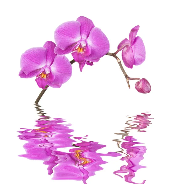 Pink orchid on a white background reflected in a water — Stock Photo, Image