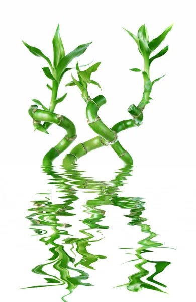 Lucky Bamboo (Dracaena Sanderiana) reflected in a water — Stock Photo, Image