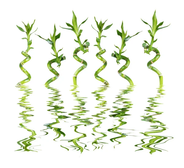 Lucky Bamboo on white background reflected in a water — Stock Photo, Image