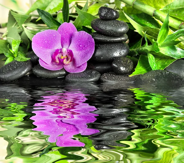 Концепция спа с дзен-камнями, цветком орхидеи и бамбуком отражается — стоковое фото
