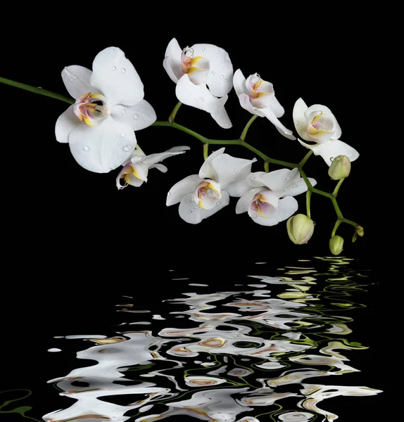 White Orchid på svart bakgrund återspeglas i ett vatten — Stockfoto