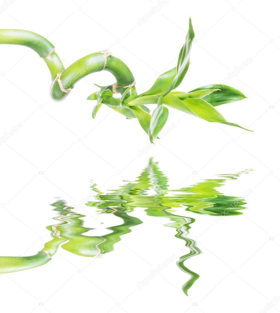 Lucky Bamboo (Dracaena Sanderiana) reflected in a water