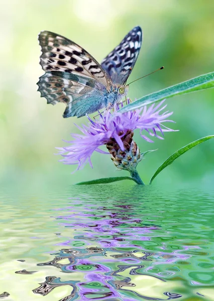 Silverspot motýl na květu — Stock fotografie