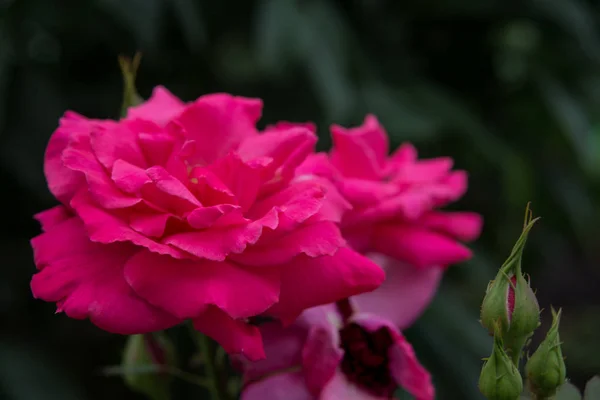 Rosas cor de rosa ao ar livre — Fotografia de Stock