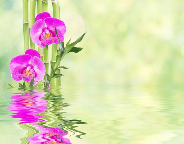 Lucky Bamboo and three orchid flower reflected in a water — Stock Photo, Image