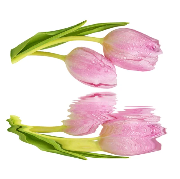 Květy růžové tulipány odráží ve vodě — Stock fotografie