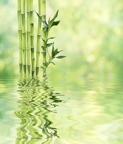 Lucky Bamboo on natural background reflected in a water surface — Stock Photo, Image