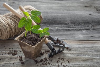 turba çömlek içinde fidan