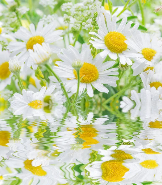 Marguerites couvertes gouttes de rosée réfléchies dans une eau — Photo