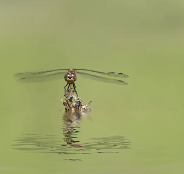 Dragonfly op een droge tak — Stockfoto