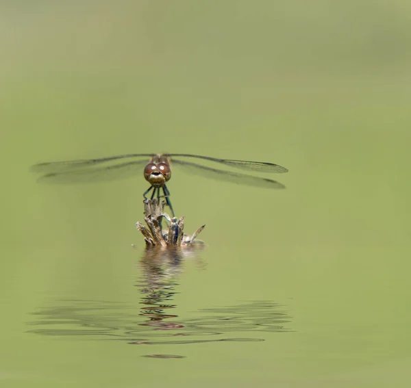 Libellule sur une branche sèche — Photo