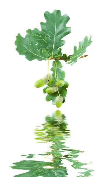 Eiken tak met groene bladeren en eikels — Stockfoto