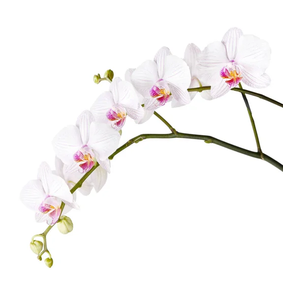Zweig weißer Orchideen — Stockfoto