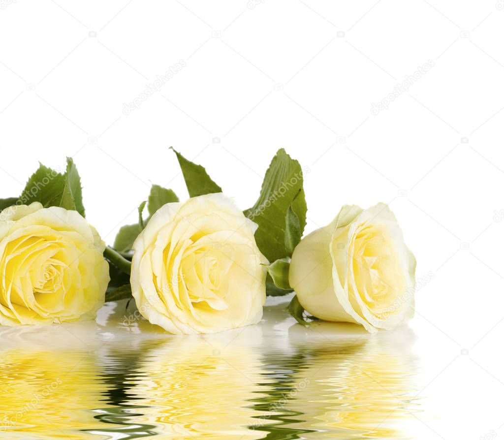 Three yellow roses
