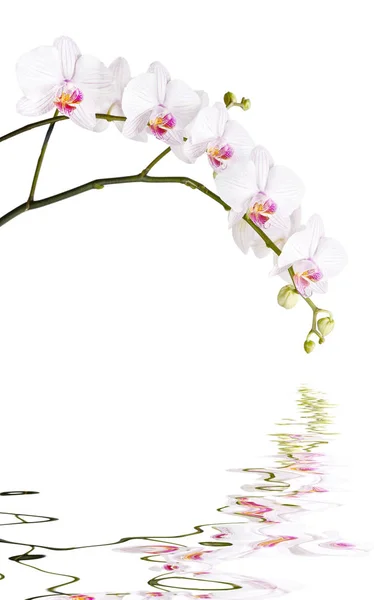 Branch of white orchids — Stock Photo, Image