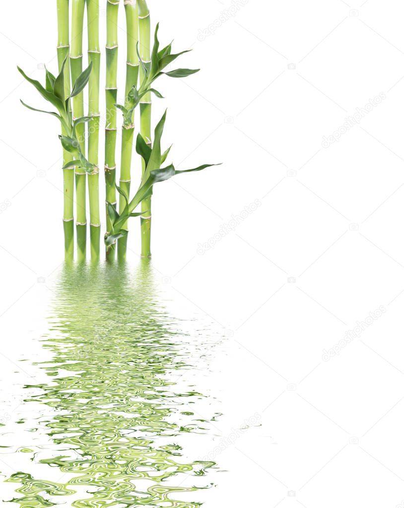 Lucky Bamboo on white background