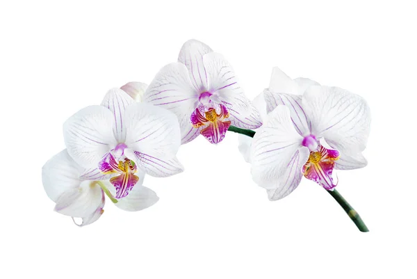 Orquídea branca sobre um fundo branco — Fotografia de Stock