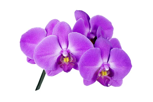 Rózsaszín orchidea fehér háttér — Stock Fotó