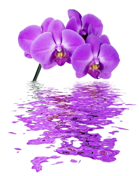Розовая орхидея отражается в воде — стоковое фото
