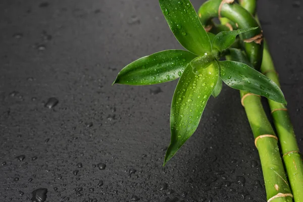 Green bamboo sprout on a black — Stock Photo, Image